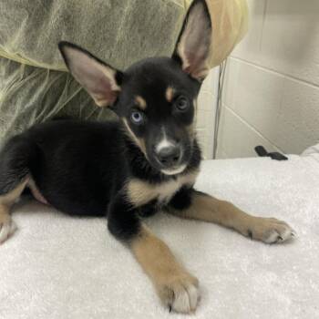 Oberon -  Mixed Breed Dog for Adoption in Murray, Utah - Oberon | PetCurious