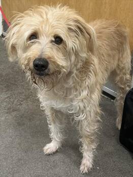 Poodle and Schnauzer Dogs Available for Adoption - SACRAMENTO | PetCurious