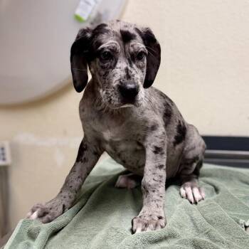 Great Dane and Mixed Breed Dogs Available for Adoption - Artemis | PetCurious
