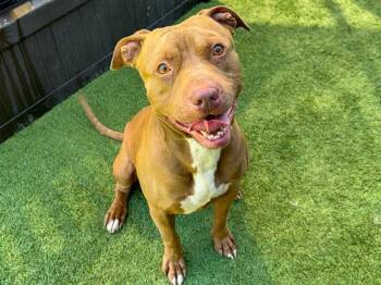 Rescue Pit Bull Terrier Dogs for Adoption in Tustin, California - ARCHIBALD | PetCurious