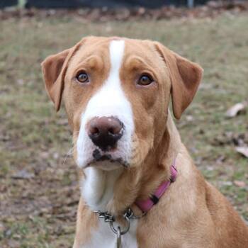 Rescue Pit Bull Terrier and Mixed Breed Dogs for Adoption in Springfield, Illinois - Cash | PetCurious