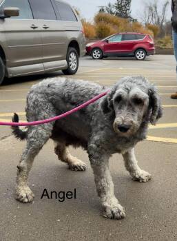 Rescue Sheepadoodle Dogs for Adoption in Saint Clairsville, Ohio - Angel | PetCurious
