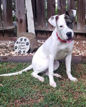 Sri Lanka -  Pit Bull Terrier Dog for Adoption in Lake Wylie, South Carolina - Sri Lanka | PetCurious
