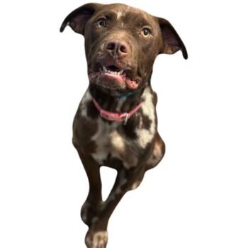 Cinnamon -  Pit Bull Terrier Dog for Adoption in Red Bluff, California - Cinnamon | PetCurious
