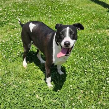 Snoopy -  American Staffordshire Terrier and Pit Bull Terrier Dog for Adoption in Blairstown, New Jersey - Snoopy | PetCurious