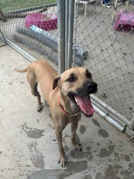 Rescue Black Mouth Cur Dogs for Adoption in Greenwood, Mississippi - Nola | PetCurious