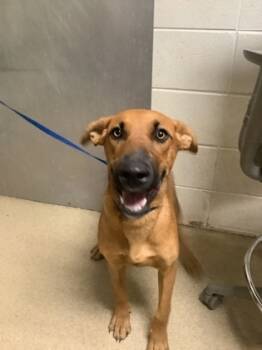 Rescue Shepherd and Mixed Breed Dogs for Adoption in Fort Worth, Texas - 59531326 | PetCurious