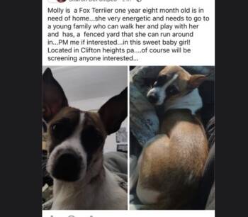 Fox Terrier Dogs Available for Adoption in West Chester, Pennsylvania - Molly - Loving Young Lady Great Family Dog  | PetCurious
