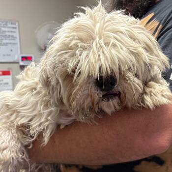 Quartz -  Poodle and Mixed Breed Dog for Adoption in Yuma, Arizona - Quartz | PetCurious