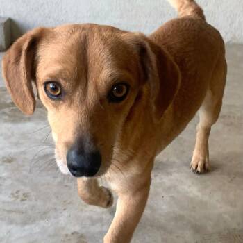 Mixed Breed Dogs Available for Adoption in San Francisco, California - Jerry | PetCurious