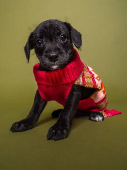 Rescue Parson Russell Terrier and Poodle Dogs for Adoption in Palo Alto, California - Apple: Pink Lady | PetCurious