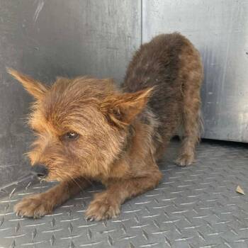 Yorkshire Terrier and Mixed Breed Dogs Available for Adoption in Allen, Texas - Melvin C403 | PetCurious