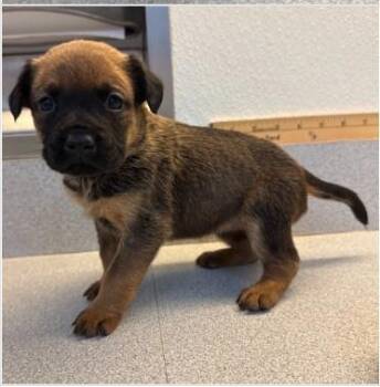 Mixed Breed Dogs Available for Adoption in West Chester, Pennsylvania - Milkshake | PetCurious