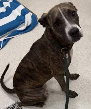 Lexie -  Pit Bull Terrier and Mixed Breed Dog for Adoption in Honolulu, Hawaii - Lexie | PetCurious