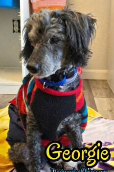 Miniature Poodle Dogs Available for Adoption in Toledo, Ohio - Georgie | PetCurious