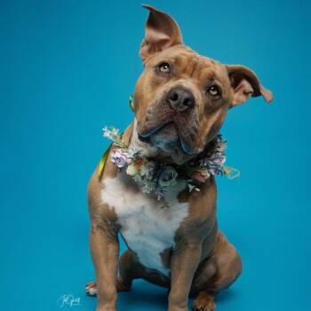 Short-Stack -  American Staffordshire Terrier Dog for Adoption in Oak Ridge North, Texas - Short-Stack | PetCurious