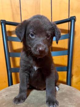 Bartholomew -  Catahoula Leopard Dog and Shepherd Dog for Adoption in El Dorado, Arkansas - Bartholomew | PetCurious