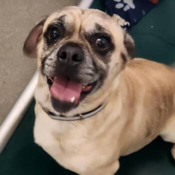 Orbit -  Pug Dog for Adoption in New Philadelphia, Ohio - Orbit | PetCurious