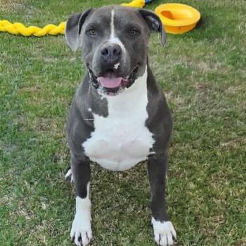 Rescue Pit Bull Terrier Dogs for Adoption in Las Vegas, Nevada - Mister OS NV | PetCurious