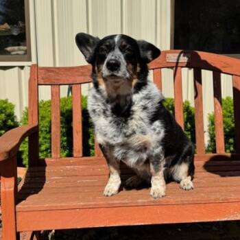 Corgi and Australian Cattle Dog Blue Heeler Dogs Available for Adoption in Quincy, Illinois - Walter | PetCurious