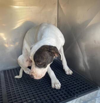 DOMINO -  Mixed Breed Dog for Adoption in Dallas, Texas - DOMINO | PetCurious