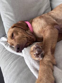 Dandelion -  Labrador Retriever Dog for Adoption in Fort Worth, Texas - Dandelion | PetCurious