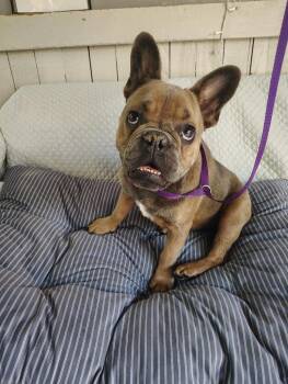 Bluey -  French Bulldog Dog for Adoption in Fort Worth, Texas - Bluey | PetCurious
