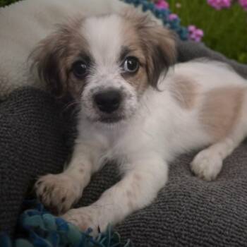 Groucho -  Shih Tzu Dog Available for Adoption in Antioch, California - Groucho | PetCurious