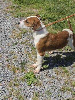 Shepherd Dogs Available for Adoption in Cleveland, Tennessee - Jimmy | PetCurious