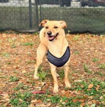 Chihuahua Dogs Available for Adoption in Winter Haven, Florida - Rosco | PetCurious