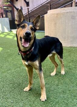 Rescue German Shepherd Dog Dogs for Adoption in San Francisco, California - ROMEO | PetCurious