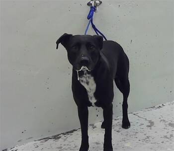 Labrador Retriever and Mixed Breed Dogs Available for Adoption in Houston, Texas - PUPPY | PetCurious