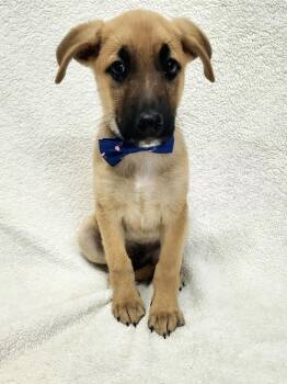 Shepherd Dogs Available for Adoption in Brewster, New York - Irving (I Pups) | PetCurious