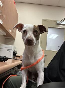 A922623 -  Chihuahua and Mixed Breed Dog for Adoption in Sacramento, California - A922623 | PetCurious