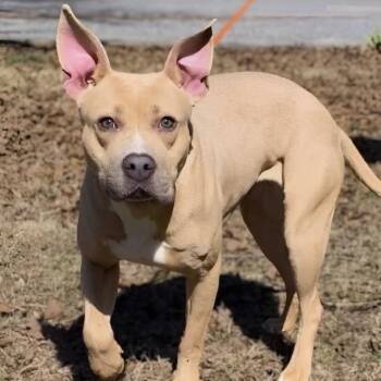 Sasha -  Pit Bull Terrier Dog for Adoption in Naperville, Illinois - Sasha | PetCurious