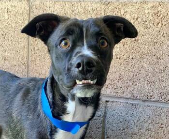 SAVE ME PLEASE Ravi - IDA552791 -  French Bulldog Dog for Adoption in San Marcos, California - SAVE ME PLEASE Ravi - IDA552791 | PetCurious