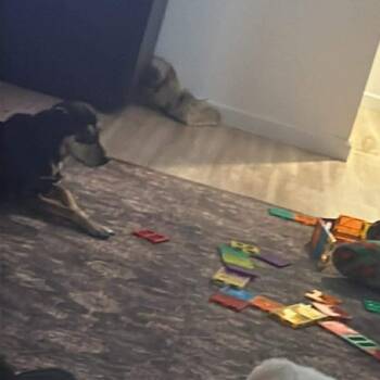 Shepherd and Mixed Breed Dogs Available for Adoption - Pepe Le Pew | PetCurious