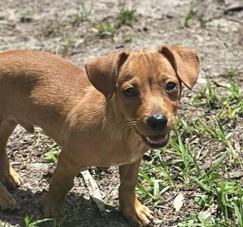 Chi Chi -  Chiweenie and Dachshund Dog for Adoption in Brooksville, Florida - Chi Chi | PetCurious