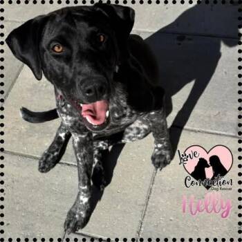 Helly -  Pointer Dog for Adoption in Gilbert, Arizona - Helly | PetCurious