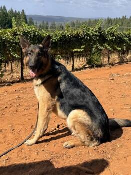 Merrick -  German Shepherd Dog Dog for Adoption in Shingle Springs, California - Merrick | PetCurious