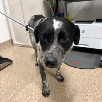Australian Cattle Dog Blue Heeler Dogs Available for Adoption in League City, Texas - Gomez | PetCurious