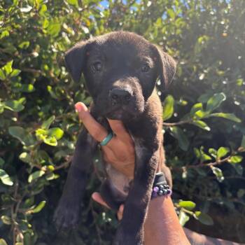 Pumpkin -  Labrador Retriever and Mixed Breed Dog for Adoption in Goleta, California - Pumpkin | PetCurious