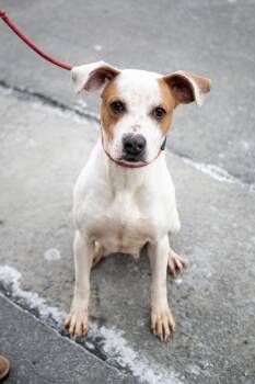 Pit Bull Terrier Dogs Available for Adoption - Gwen | PetCurious