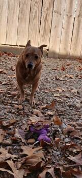 Rescue Chihuahua and Mixed Breed Dogs for Adoption in Crocker, Missouri - Buttons | PetCurious