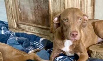 Dusty   (2026) -  Pit Bull Terrier and Mixed Breed Dog for Adoption - Dusty   (2026) | PetCurious