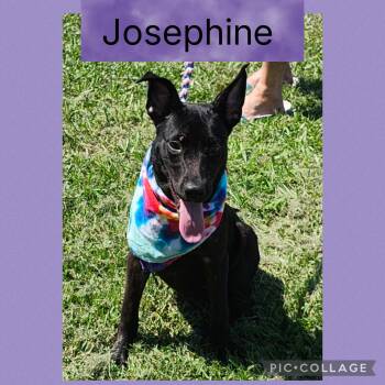 Rescue Shepherd Dogs for Adoption in New Iberia, Louisiana - Josephine | PetCurious