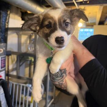 Mixed Breed Dogs Available for Adoption in Buffalo, Minnesota - Cyborg | PetCurious