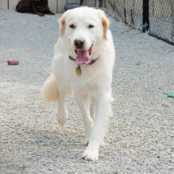 ELLA B -  Golden Retriever Dog for Adoption in Louisville, Kentucky - ELLA B | PetCurious