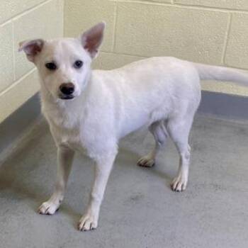 Mixed Breed Dogs Available for Adoption in Erie, Pennsylvania - Arnie | PetCurious