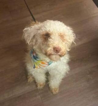 Faith -  Havanese Dog for Adoption in Verona, New Jersey - Faith | PetCurious